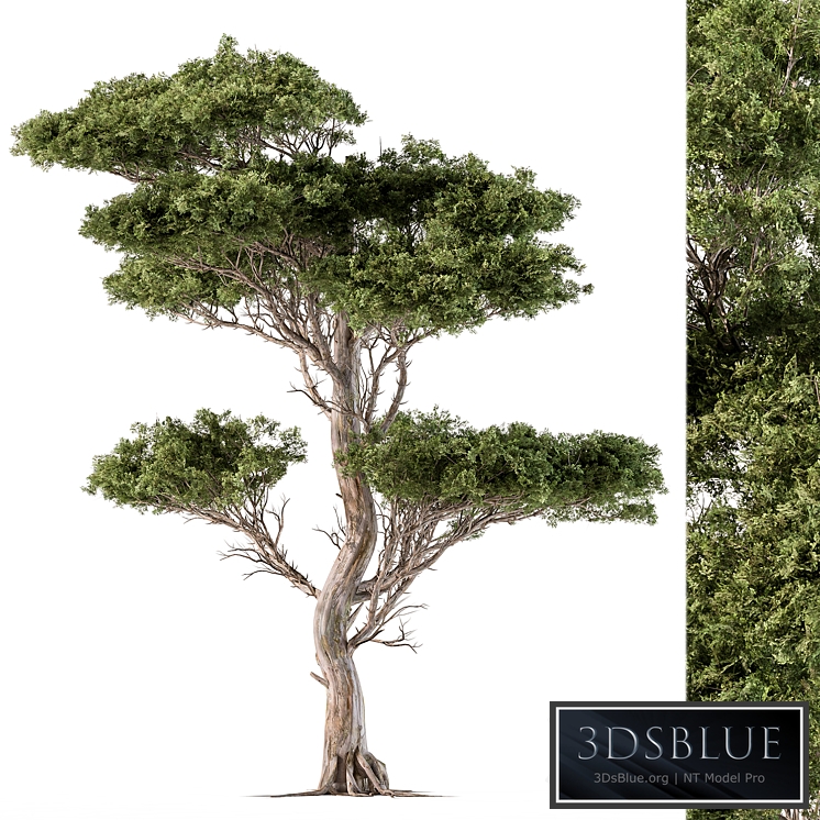 Tree Needle Acacia - Set 102