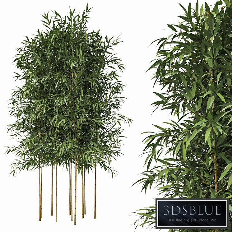Bamboo 10 Models