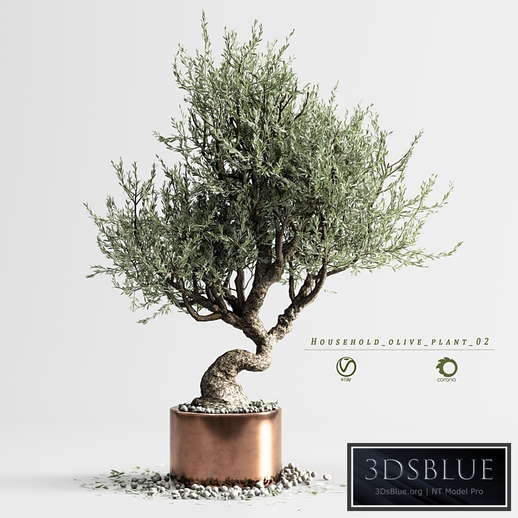 household olive plant 02
