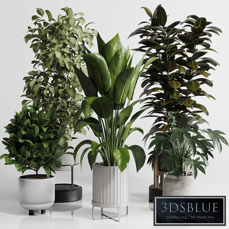 Indoor Outdoor plant Set 289 plant ficus rubbery tree vase dirty concrete