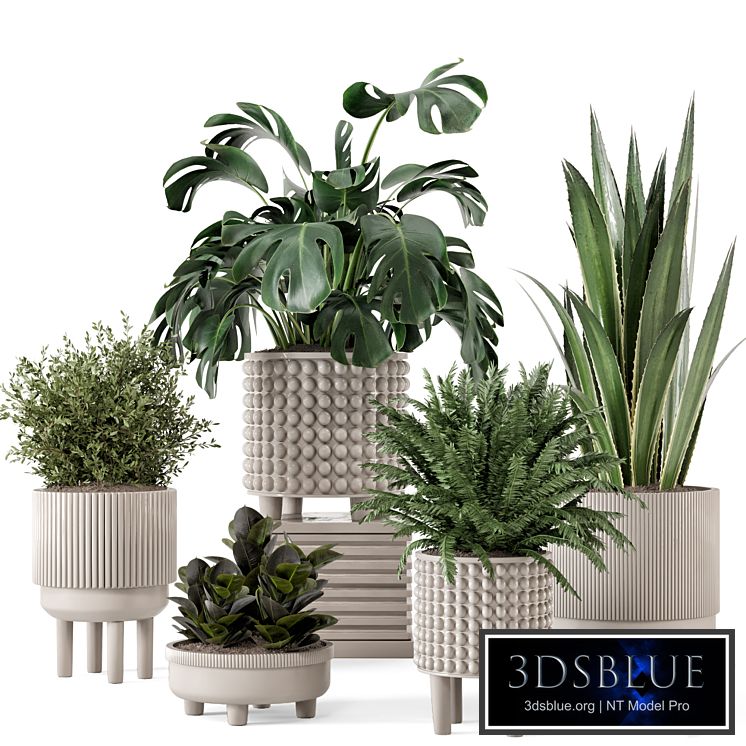 Indoor Plants in Standing Legs Small Bowl Concrete Pot - Set 1041