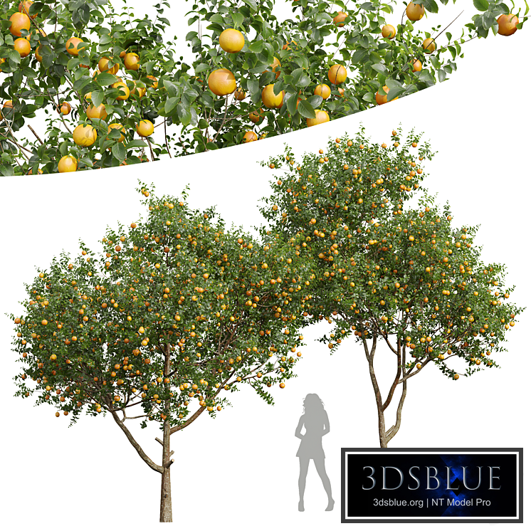 New Plant High detail Citrus Sinensis Orange Arancio