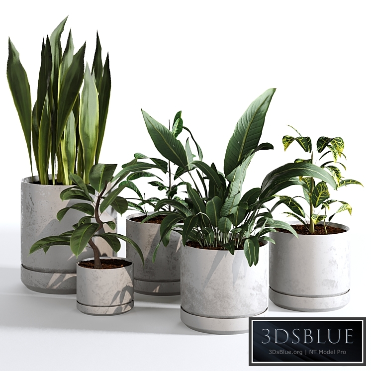 Indoor Plants Collection - Set 03