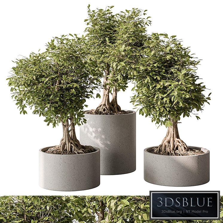 indoor Plant Set 440 - Bonsai