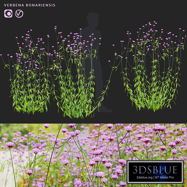 Verbena bonar flowers | Verbena bonariensis