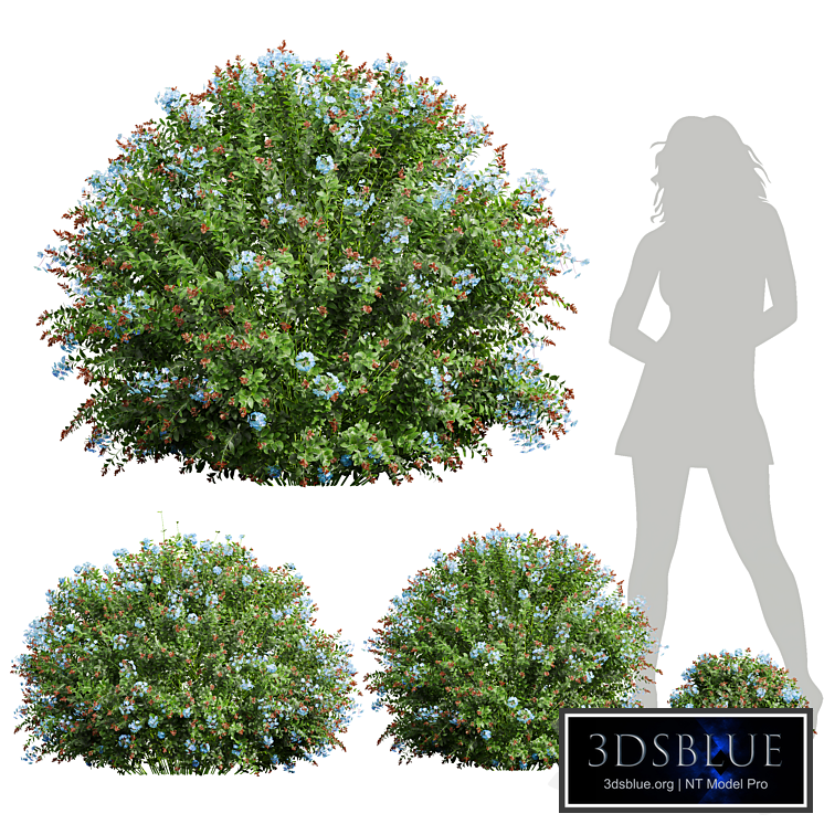 New Plant Ceratostigma Plumbaginoides Bleiwurz Bush