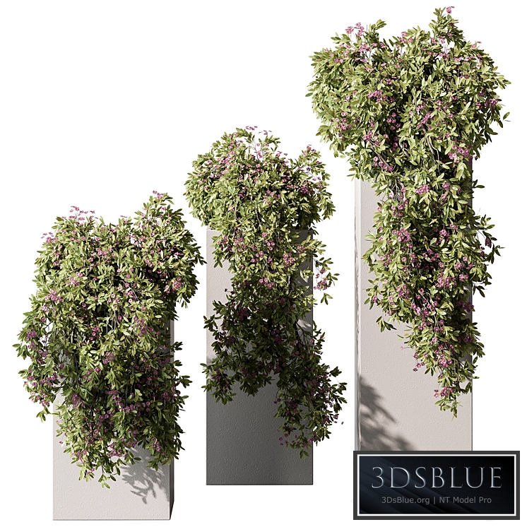 Hanging Plant in Box - Outdoor Plants 454