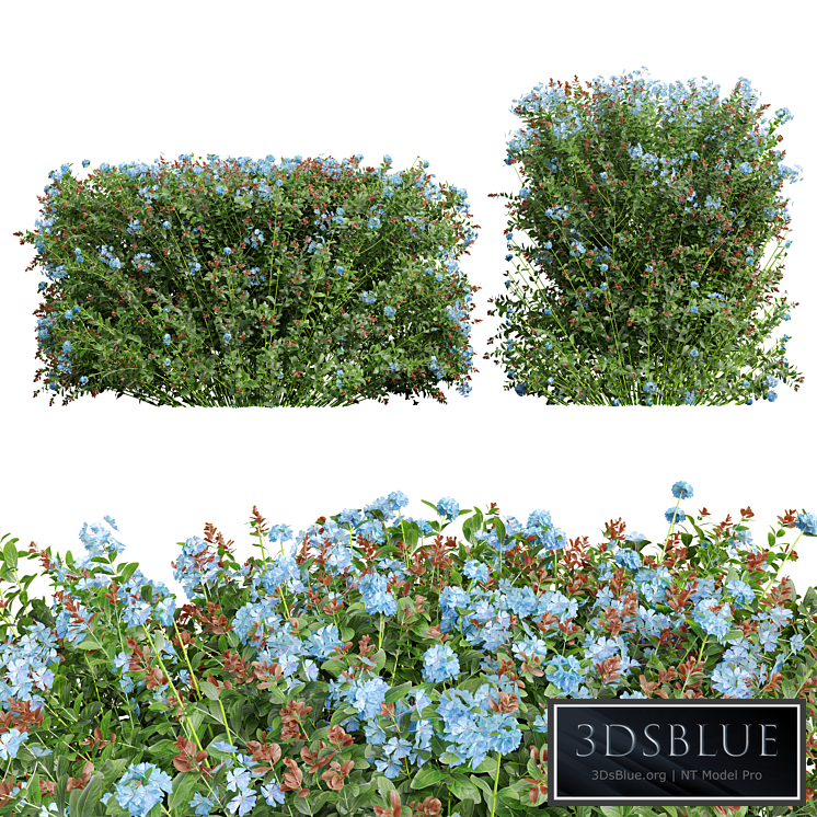 New Plant Ceratostigma Plumbaginoides Bleiwurz Box