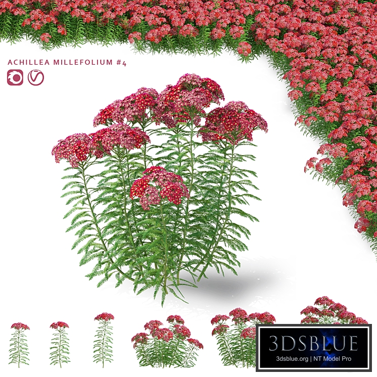 Yarrow flowers | Achillea millefolium #4