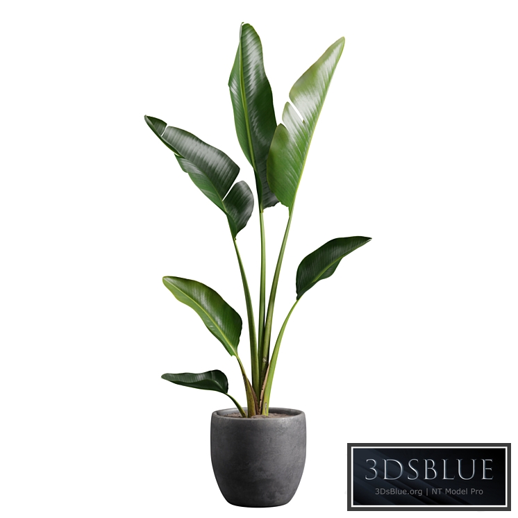 Strelitzia Nicolai in Pot