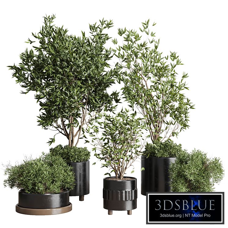 Indoor plant set 298 concrete vase plant tree bush pot