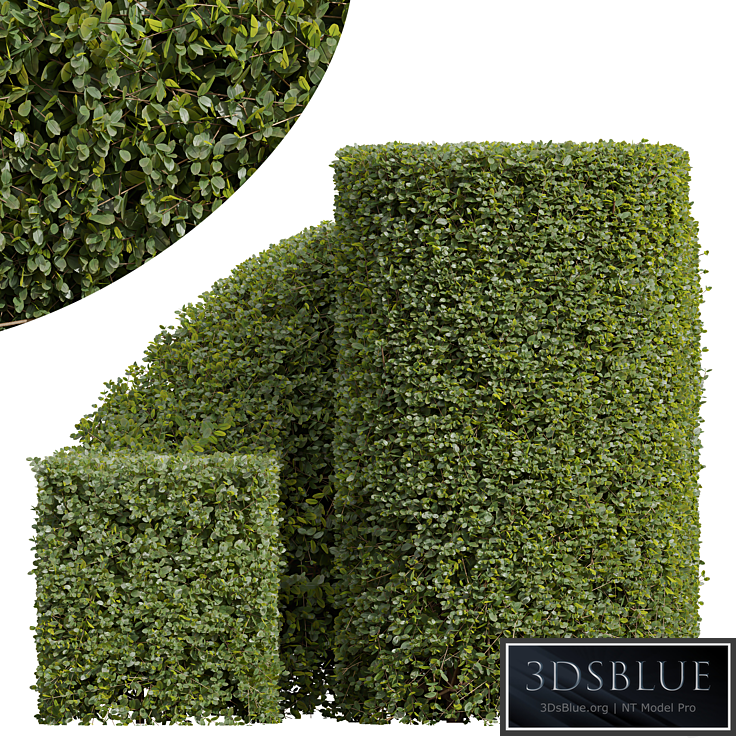 New Plant Ficus Concinna Bonsai Pruned07