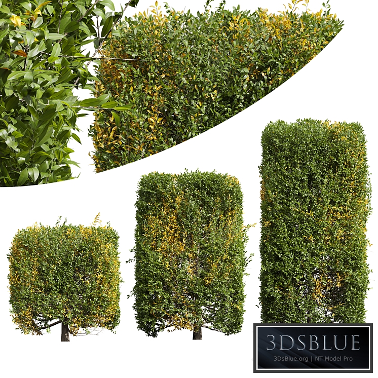 New Plant Ligustrum Quihoui Privet Pruned Box