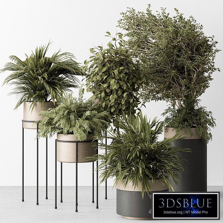 indoor Plant 442 - Tree and Bush