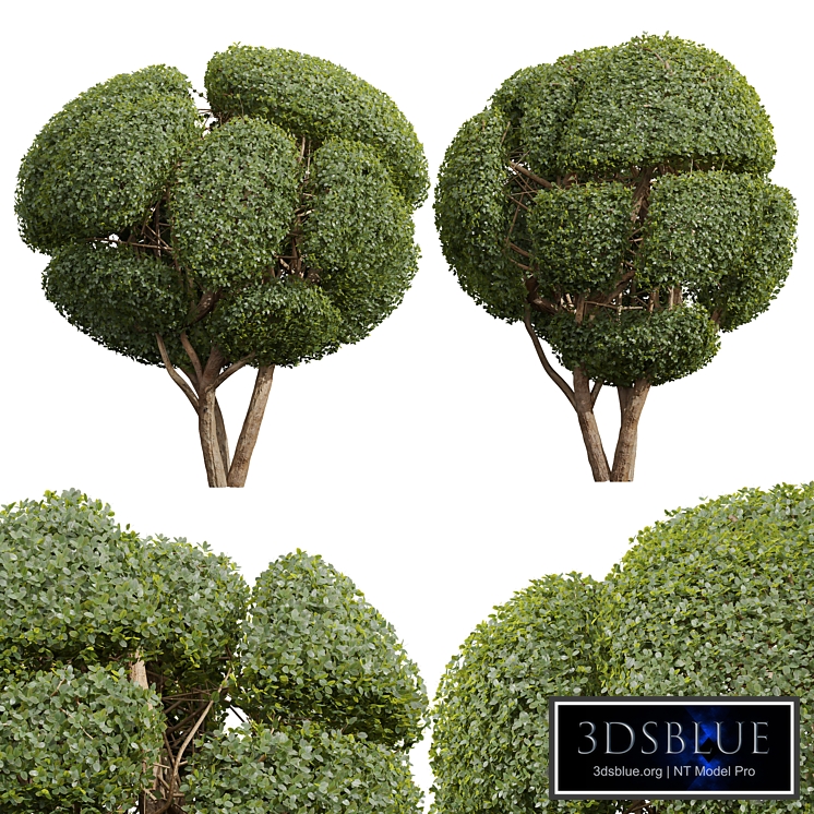 New Plant Ficus Concinna Bonsai Pruned16