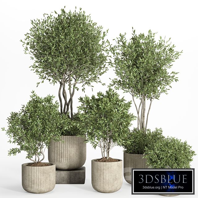 indoor plant set 034