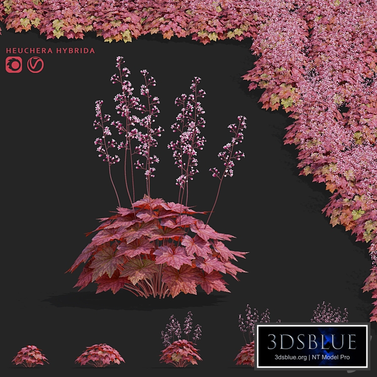 Heuchera hybrid flowers | Heuchera hybrida