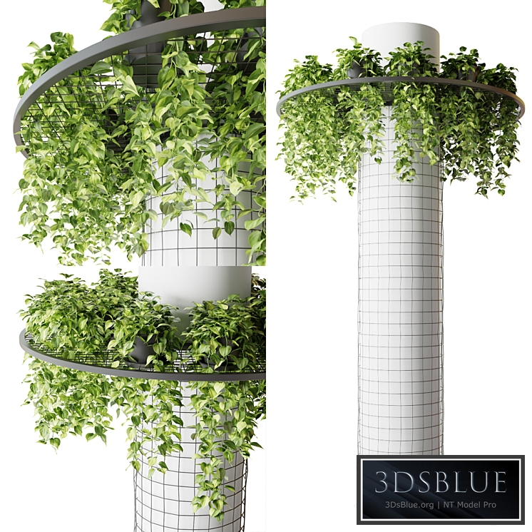 Column with hanging plants (epipremnum)
