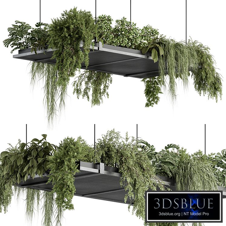 indoor Plant 443 - Hanging Plants