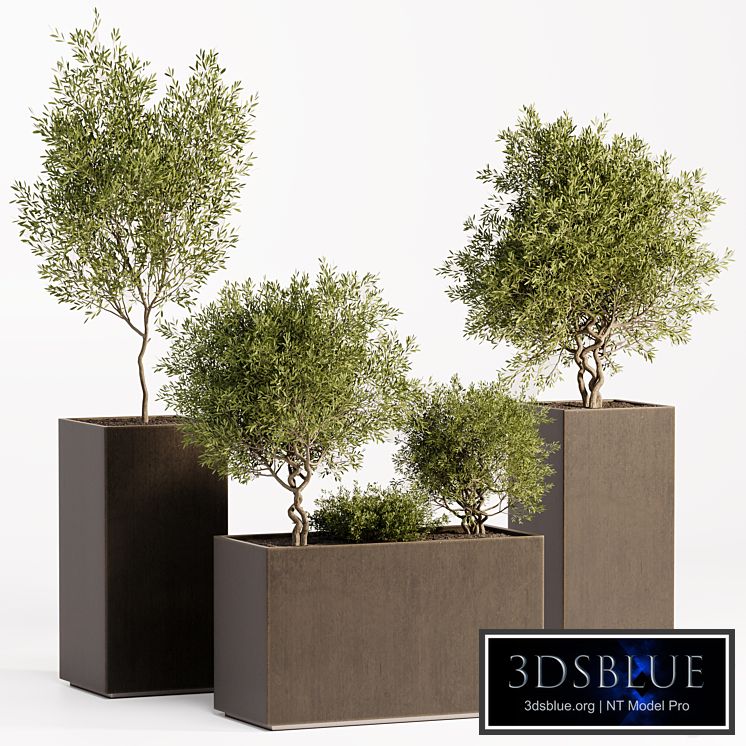Collection outdoor plant 017 Olive tree