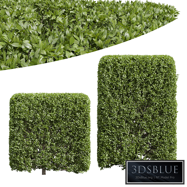 New Plant Ligustrum Quihoui Privet Pruned Box02