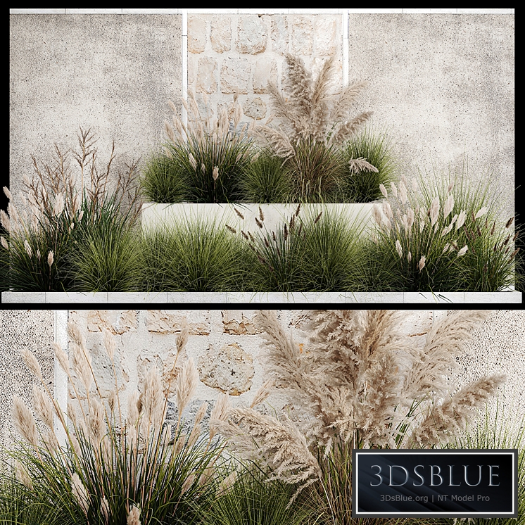 Collection of flowerbed plants and bushes with grass for landscaping, pampas grass, cortaderia and white reeds. 1126.