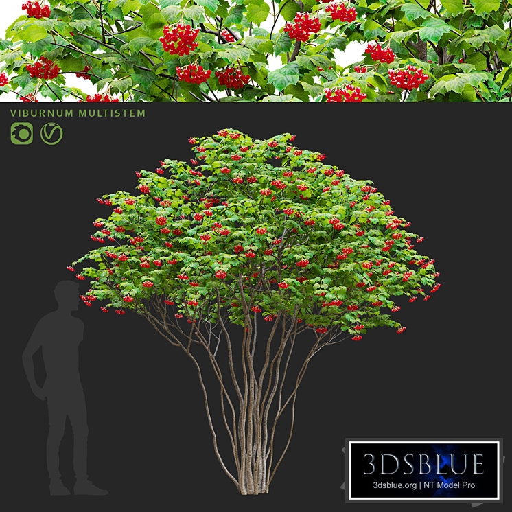 Viburnum ordinary multishtamb | Viburnum multistem