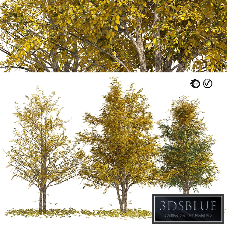 Fall Water birch Trees