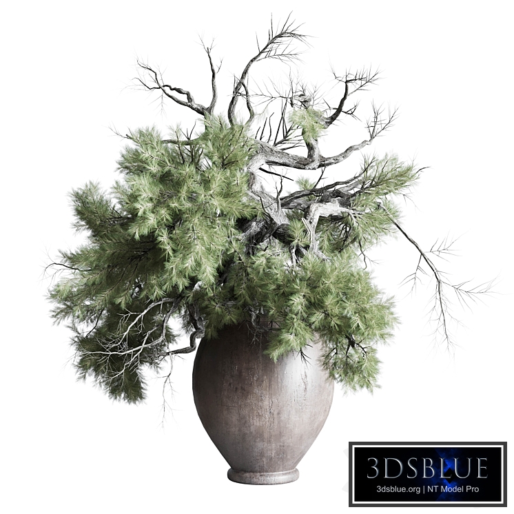 Old pine tree in dirty wooden pot - indoor plant 307
