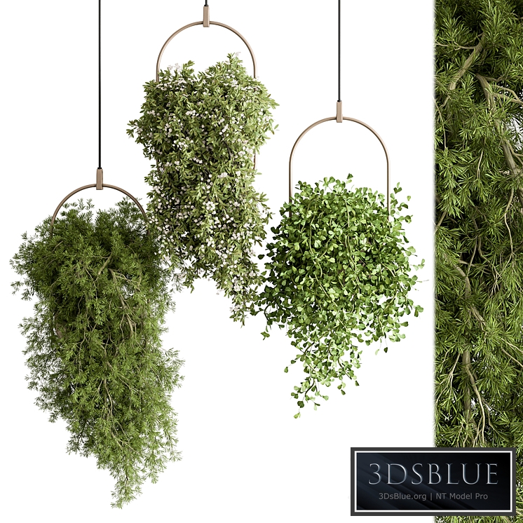 indoor Plant 438 - Hanging Plants