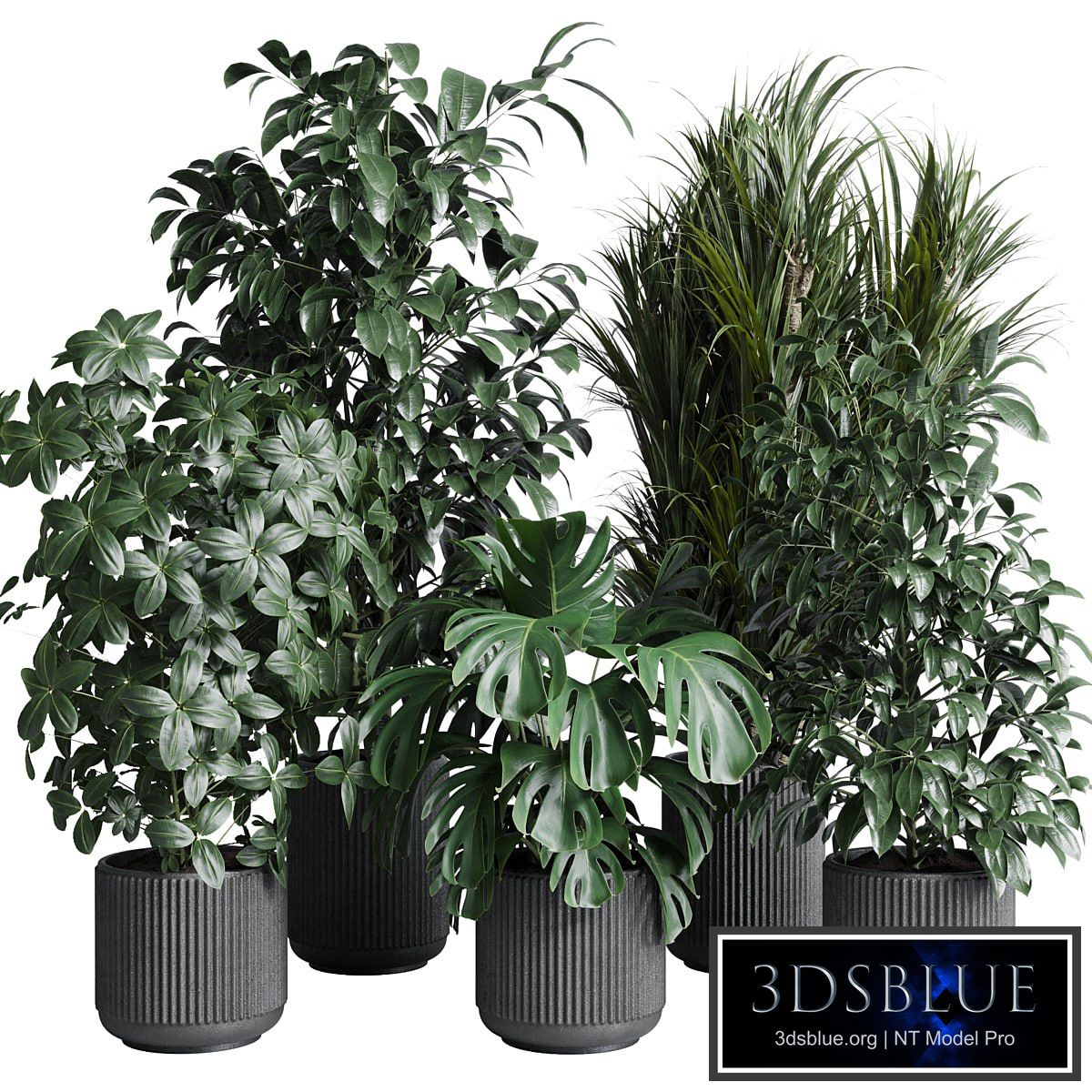 indoor plant set 308 pot palm ficus rubbery monstera concrete dirt vase