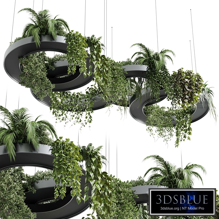 Hanging Plants - Indoor plants 309