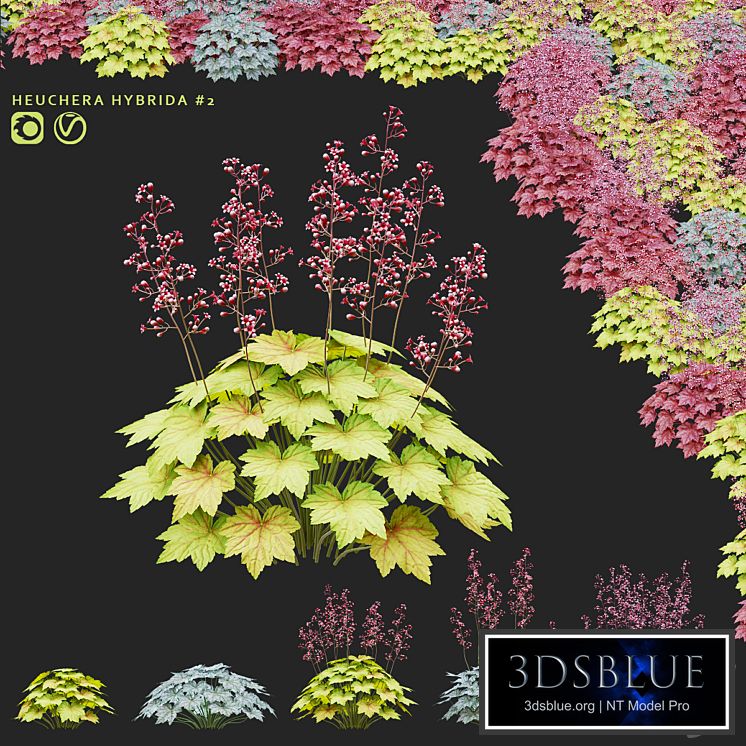 Heuchera hybrid flowers | Heuchera hybrida #2