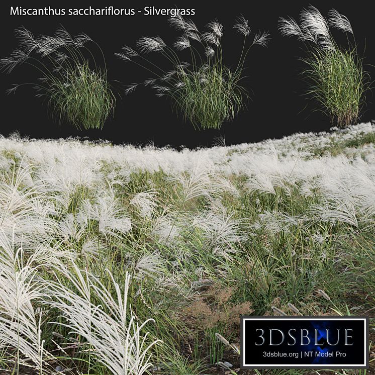 Miscanthus sacchariflorus - Silvergrass 03