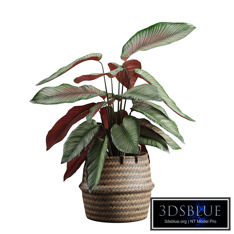 Calathea Ornata in Basket