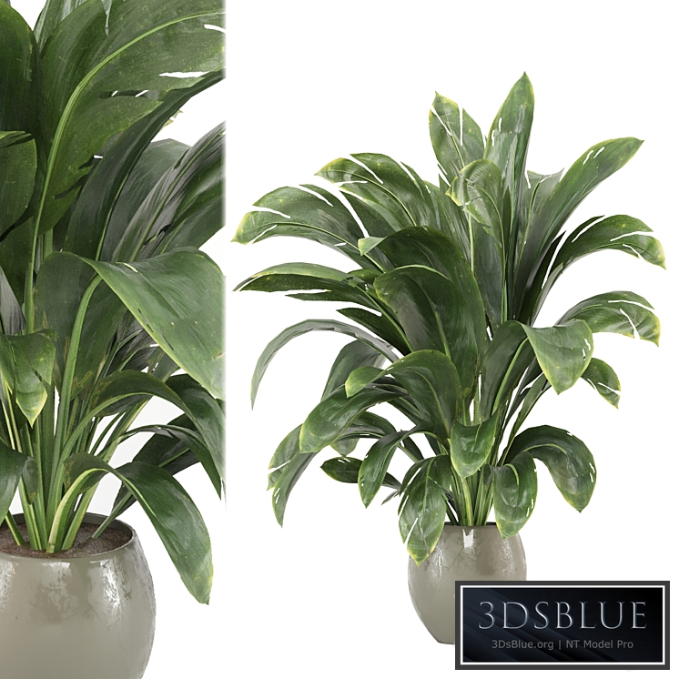 indoor Plants Collection - Set 586