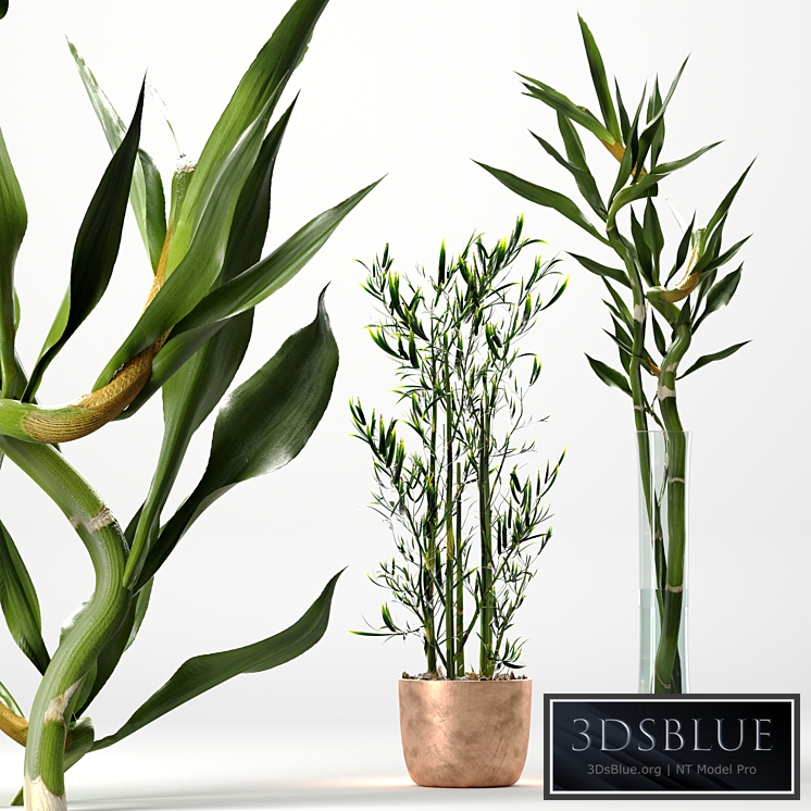 Bamboo Indoor Plant Set