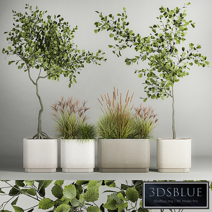 Collection of plants with ornamental trees for outdoors and indoors, flowerpot with bushes, grass in pots 1124.