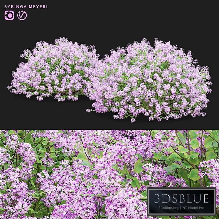 Mayers lilac bushes | Syringa meyeri