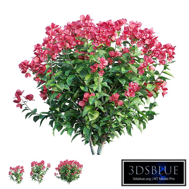 Bougainvillea plant set 36