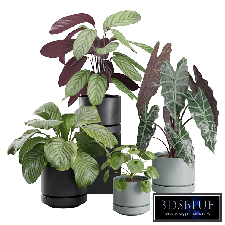 Indoor Plant Pack 30