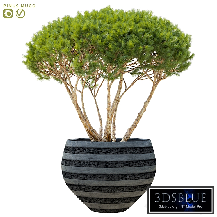 Mountain pine in flower pots | Pinus mugo