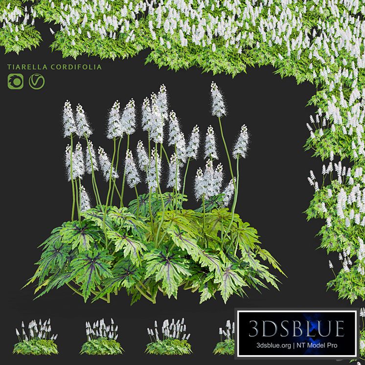 Tyarella cordifolia flowers | Tiarella cordifolia