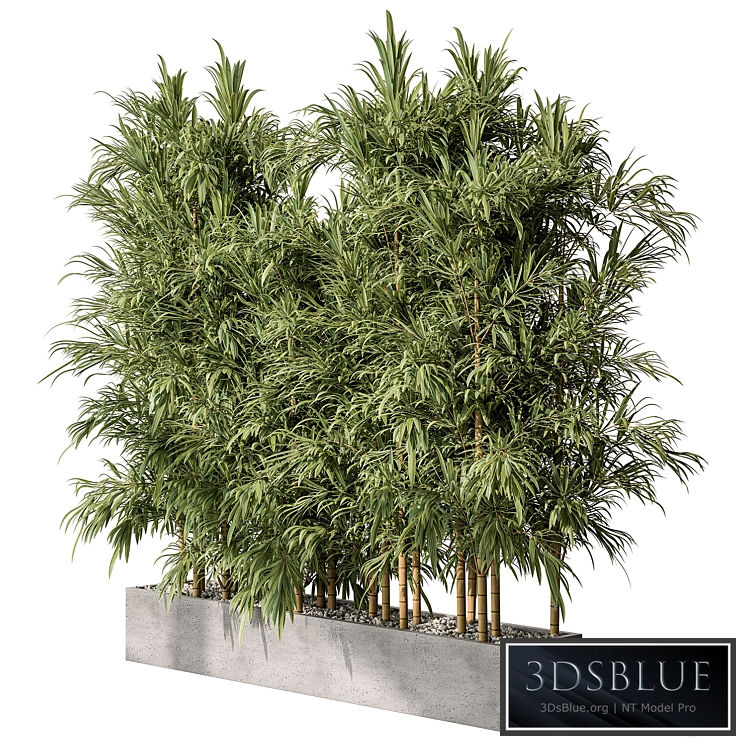 Bamboo Plants - Outdoor Plants 469