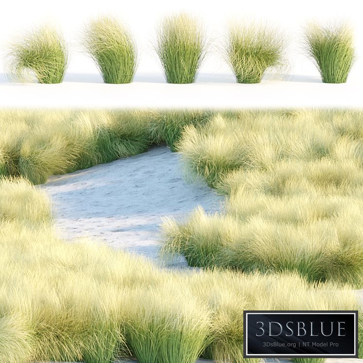 Maram Grass collection vol 155