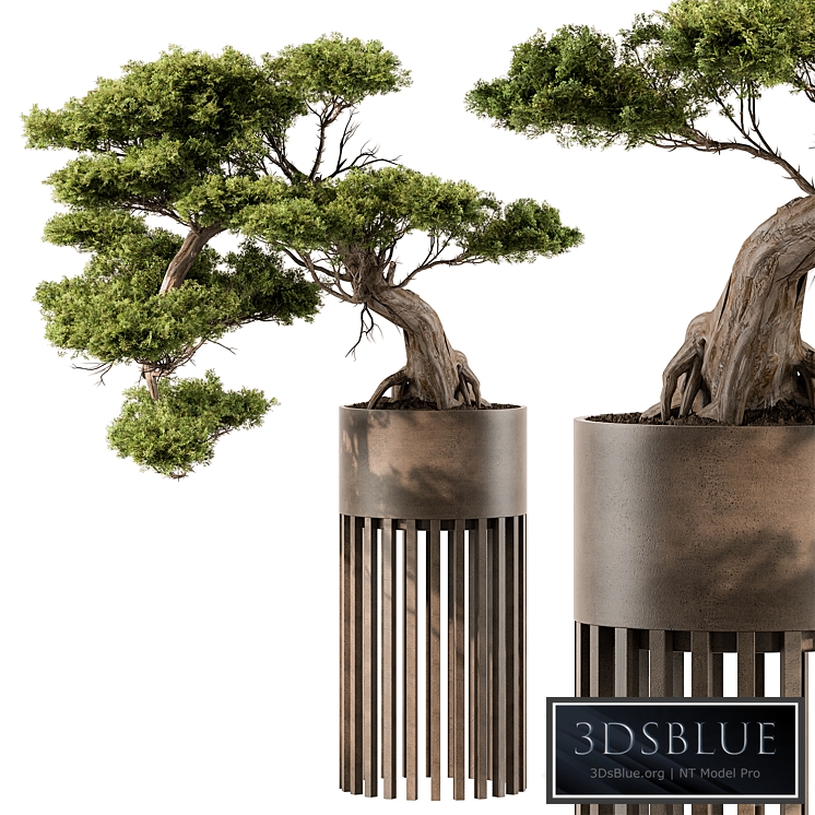 indoor Plant 455 - Bonsai Plant