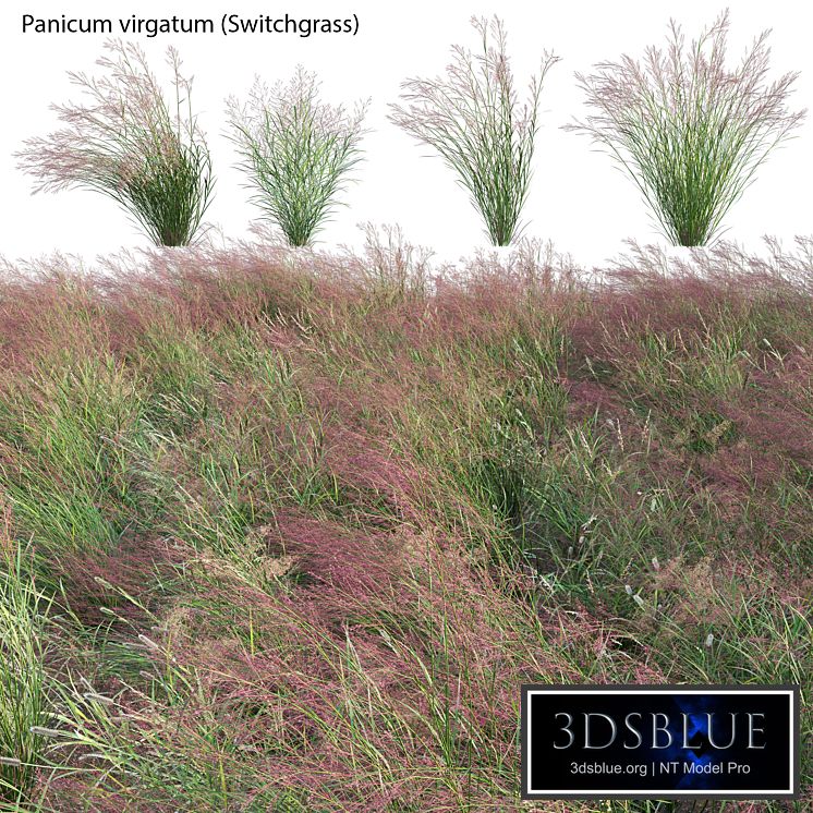 Panicum virgatum (Switchgrass)