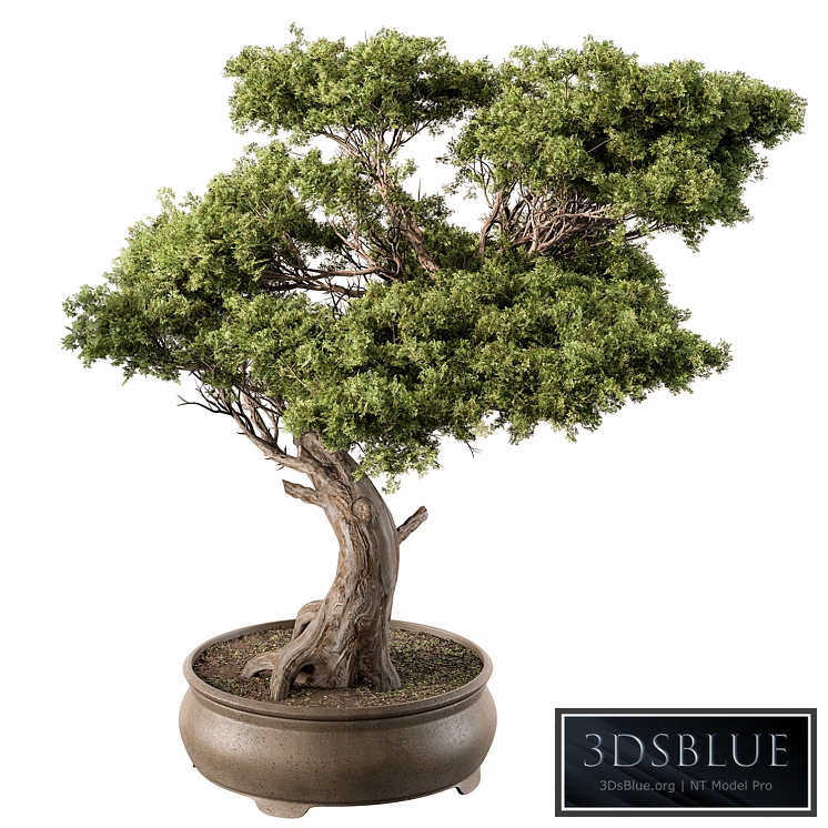 indoor Plant 451 - Bonsai Plant