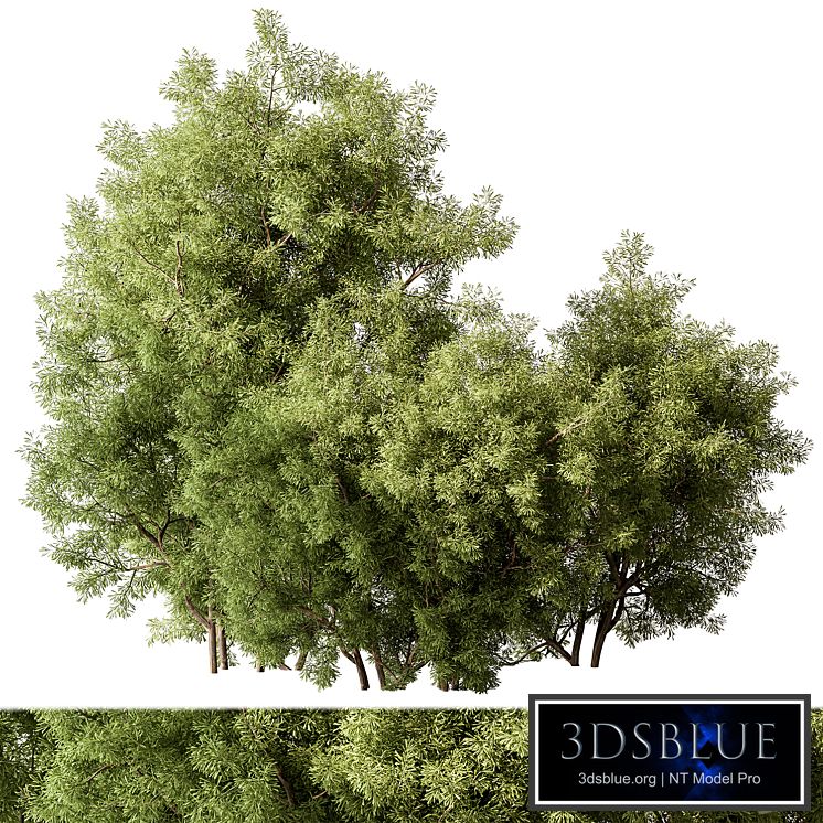 Mixed Plant Bush Set 105