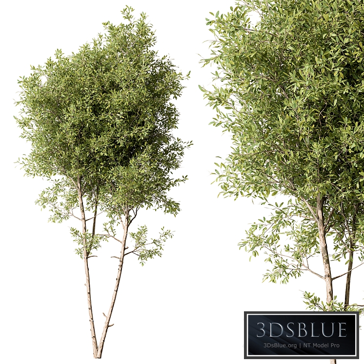 Tree Green Maple - Set 125